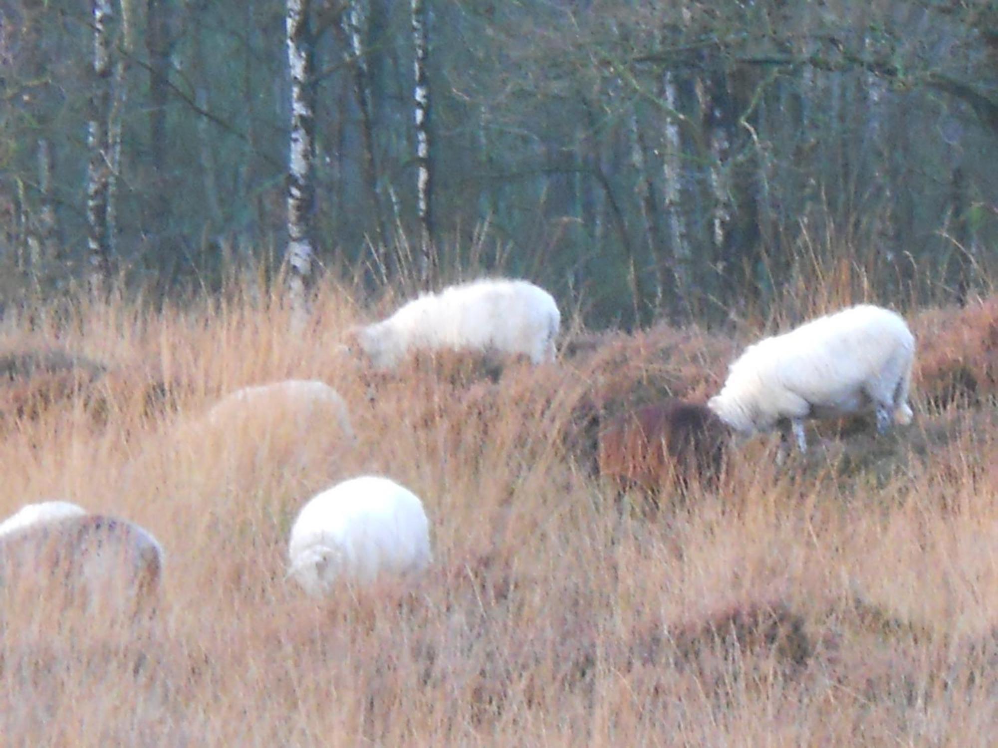 Slaopen En Stoet Bed & Breakfast Anderen Bagian luar foto